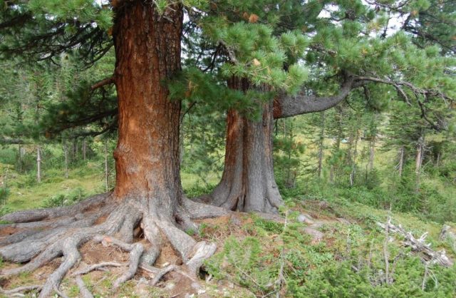 Siberian pine: photos and features