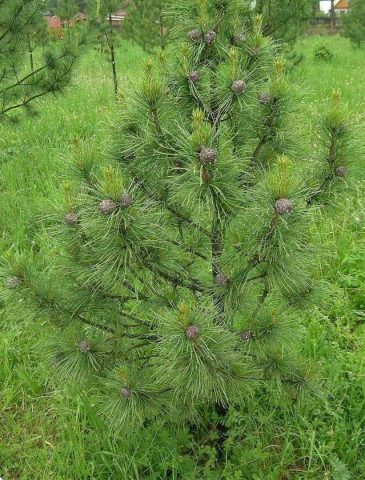 Siberian pine: photos and features