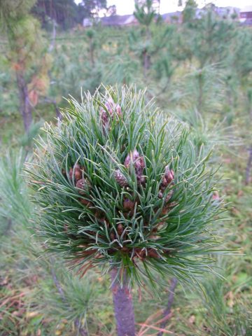 Siberian pine: photos and features