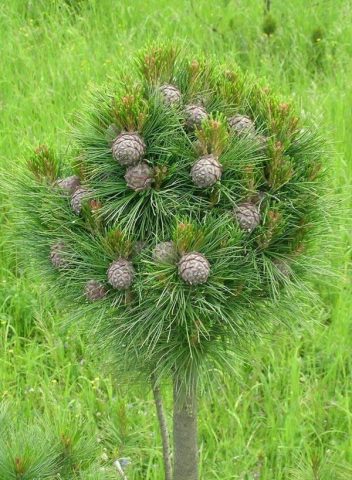 Siberian pine: photos and features