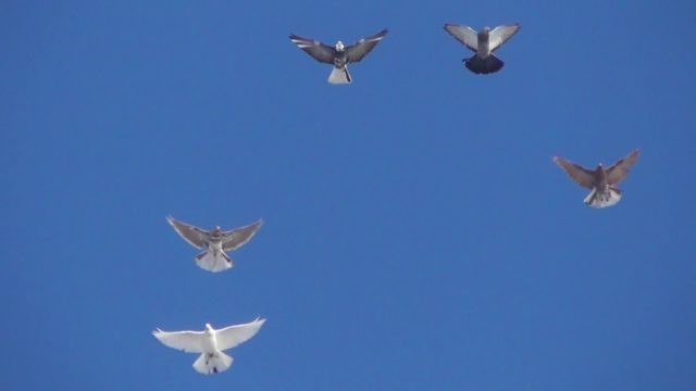 Sickle pigeons: flight and description