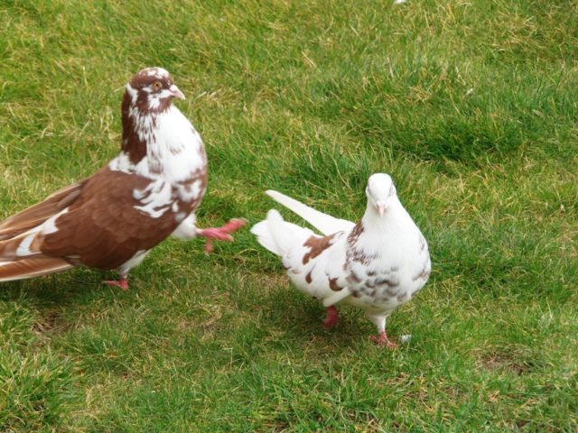 Sickle pigeons: flight and description