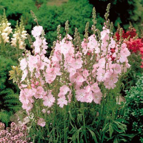 Sidalcea flower: perennial photo, varieties, planting and care, reviews