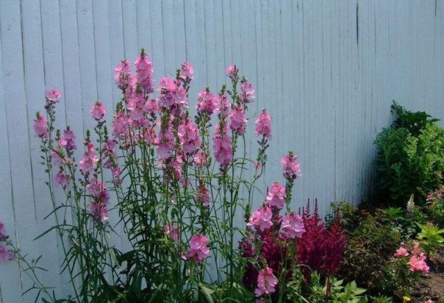Sidalcea flower: perennial photo, varieties, planting and care, reviews