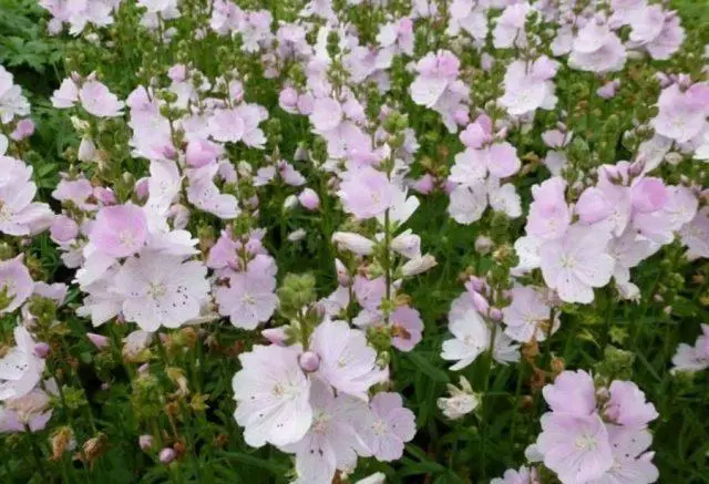 Sidalcea flower: perennial photo, varieties, planting and care, reviews