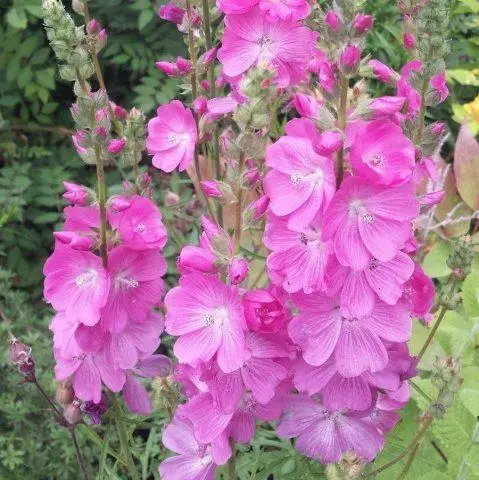 Sidalcea flower: perennial photo, varieties, planting and care, reviews