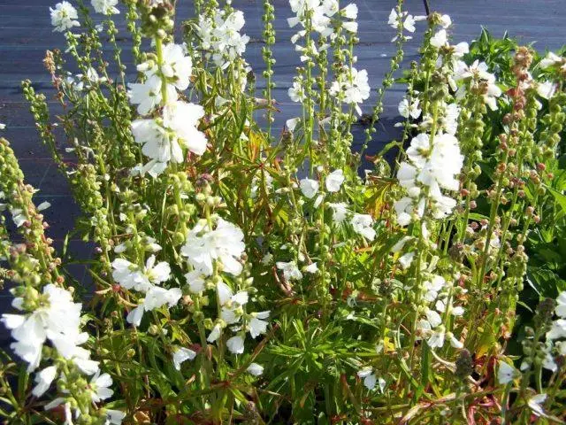 Sidalcea flower: perennial photo, varieties, planting and care, reviews