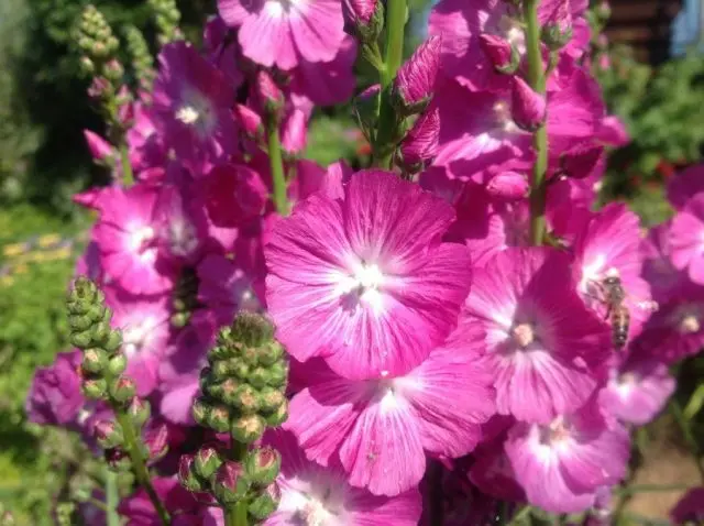 Sidalcea flower: perennial photo, varieties, planting and care, reviews