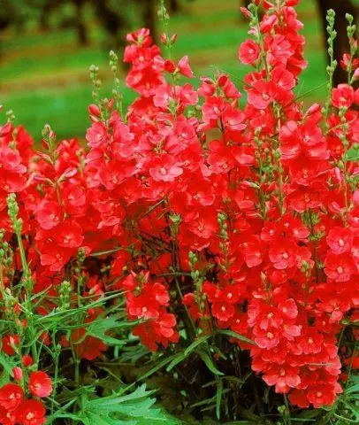 Sidalcea flower: perennial photo, varieties, planting and care, reviews