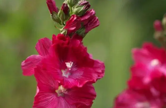 Sidalcea flower: perennial photo, varieties, planting and care, reviews