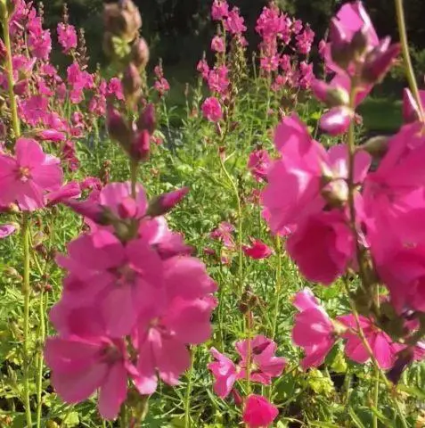 Sidalcea flower: perennial photo, varieties, planting and care, reviews