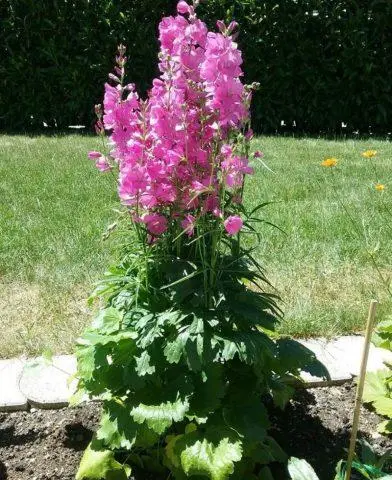 Sidalcea flower: perennial photo, varieties, planting and care, reviews