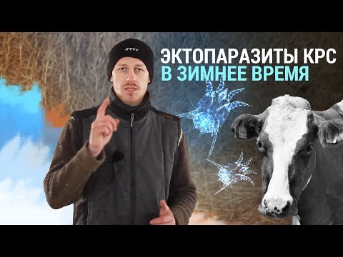 Sifunkulatosis in cattle: signs of infection and treatment