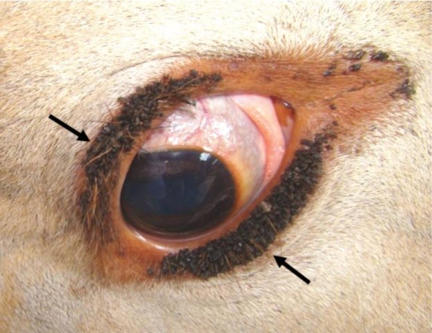 Sifunkulatosis in cattle: signs of infection and treatment