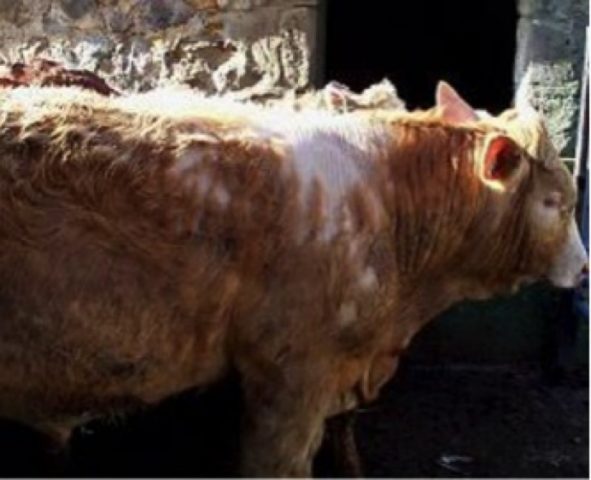 Sifunkulatosis in cattle: signs of infection and treatment