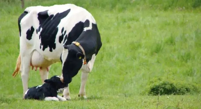 Signs of cow pregnancy: by months, folk methods for determining