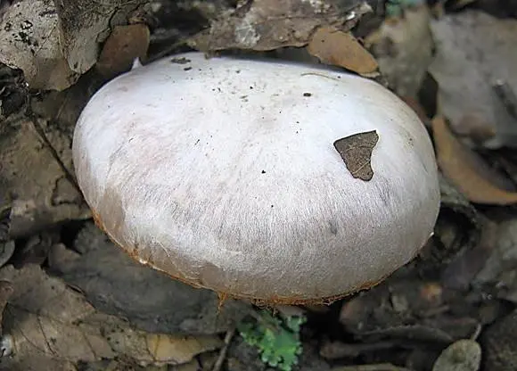 Silver cobweb (Cortinarius argentatus) photo and description