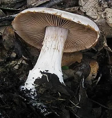 Silver cobweb (Cortinarius argentatus) photo and description