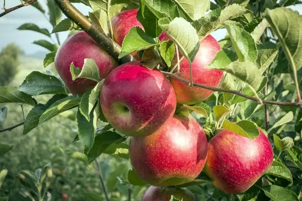 Silver Hoof apple tree - the best variety of apples