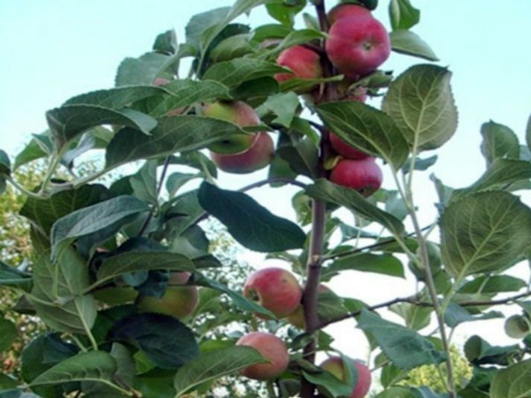 Silver Hoof apple tree - the best variety of apples