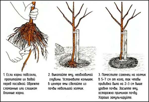 Silver Hoof apple tree - the best variety of apples