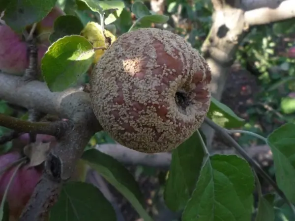 Silver Hoof apple tree - the best variety of apples