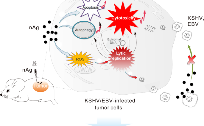 Silver nanoparticles prevent infection with herpes