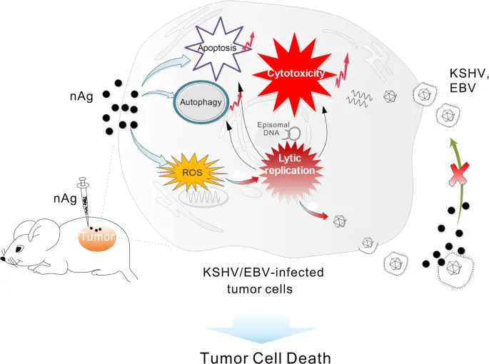 Silver nanoparticles prevent infection with herpes