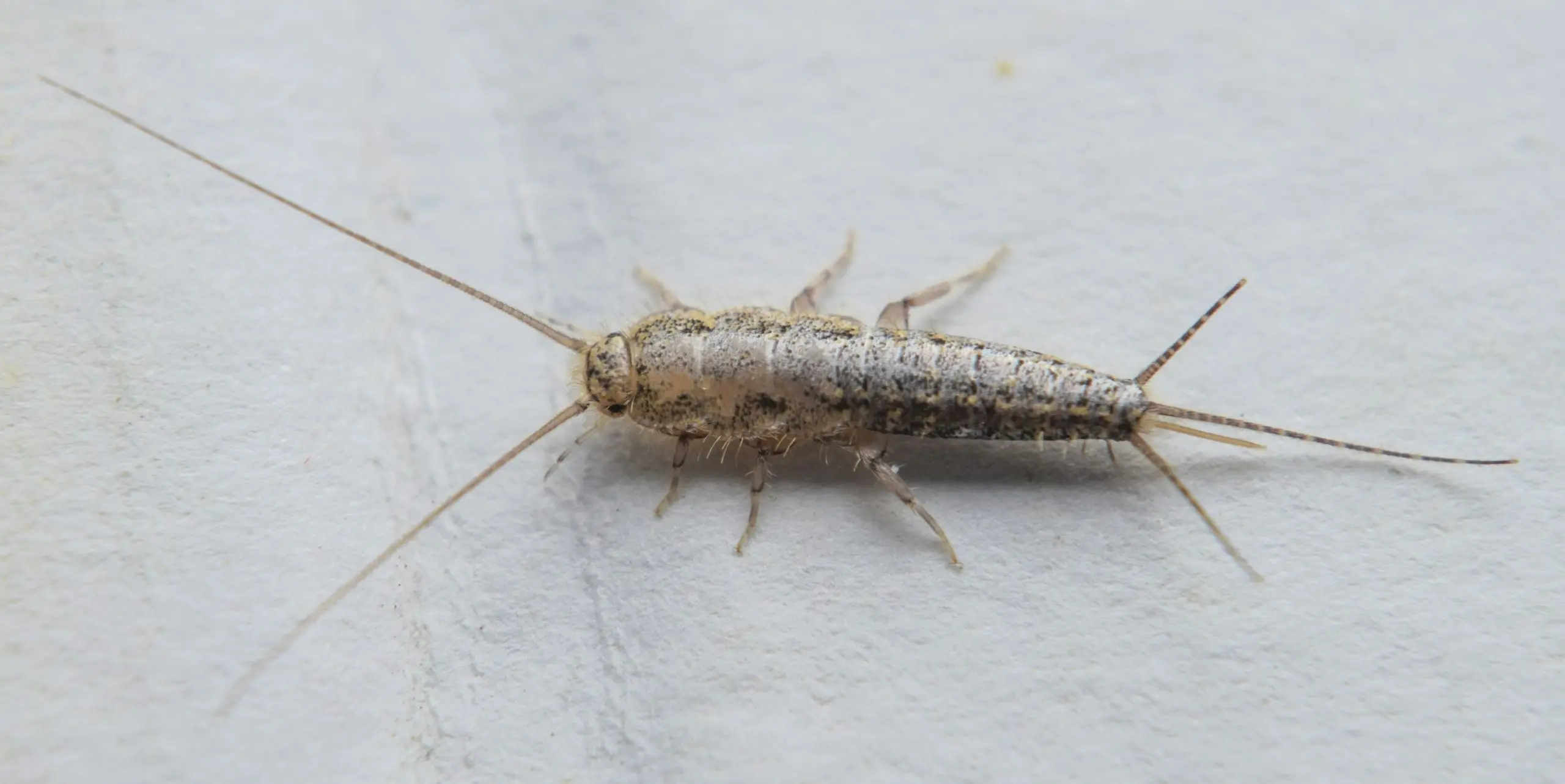 Silverfish &#8211; what are they and how to get rid of them from home? Effective methods for silverfish