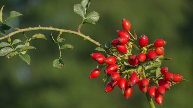 Similarities and differences between rose and wild rose