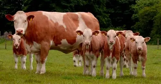 Simmental cow: the pros and cons of the breed