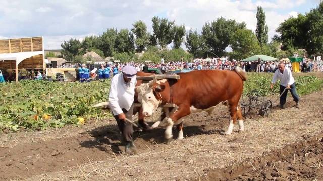 Simmental cow: the pros and cons of the breed