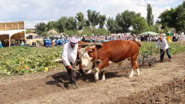 Simmental cow: the pros and cons of the breed