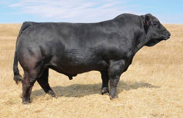 Simmental cow: the pros and cons of the breed