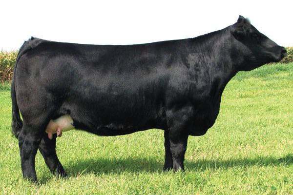 Simmental cow: the pros and cons of the breed