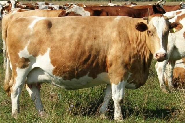 Simmental cow: the pros and cons of the breed