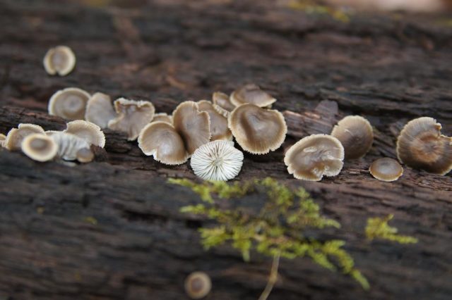 Simocybe patchwork: description and photo