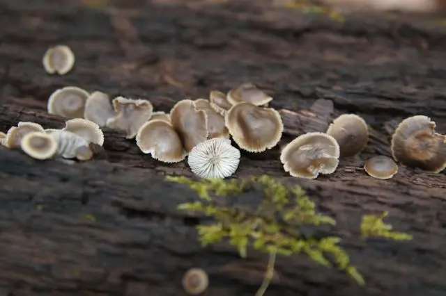 Simocybe patchwork: description and photo