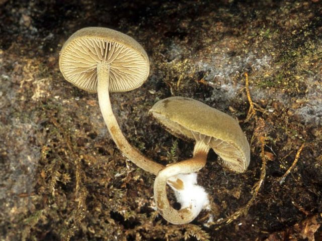 Simocybe patchwork: description and photo