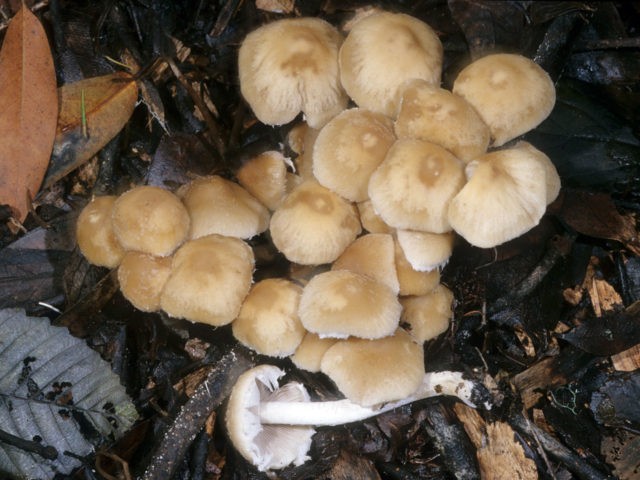 Simocybe patchwork: description and photo