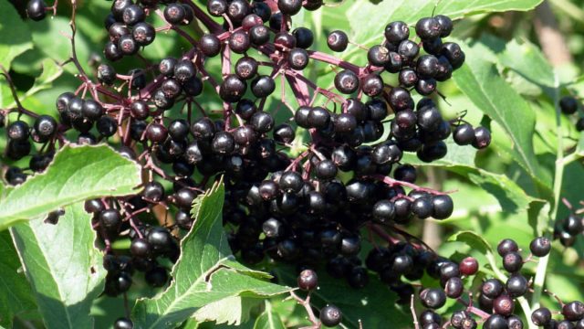 Simple recipes for black and red elderberry wine