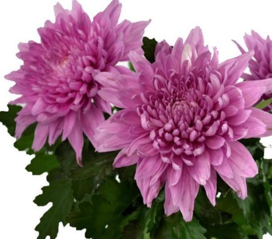 Single-headed chrysanthemums: description, planting and care, photo