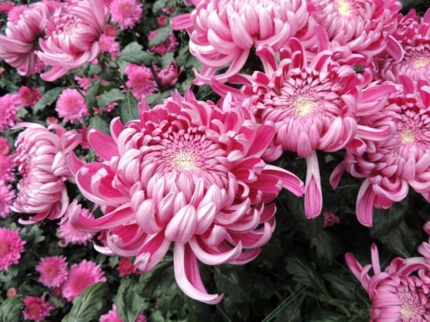 Single-headed chrysanthemums: description, planting and care, photo