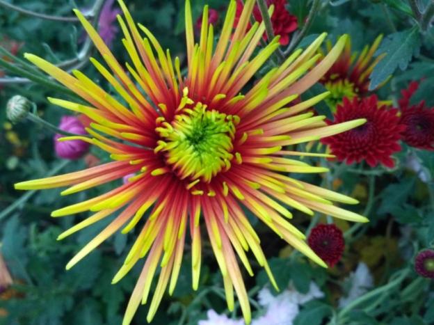 Single-headed chrysanthemums: description, planting and care, photo