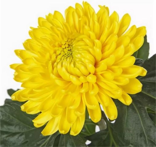 Single-headed chrysanthemums: description, planting and care, photo