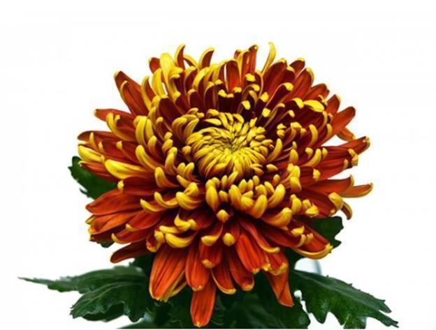 Single-headed chrysanthemums: description, planting and care, photo