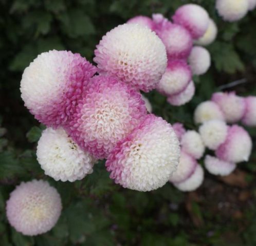 Single-headed chrysanthemums: description, planting and care, photo