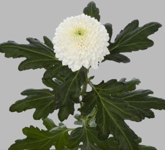 Single-headed chrysanthemums: description, planting and care, photo