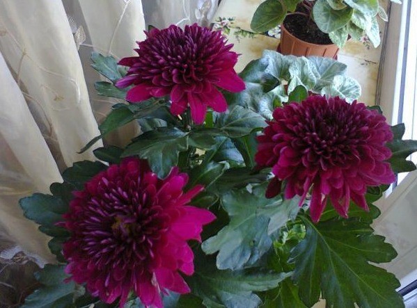 Single-headed chrysanthemums: description, planting and care, photo