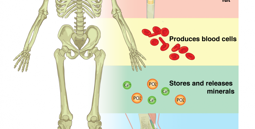 Skeletal system &#8211; structure and functions